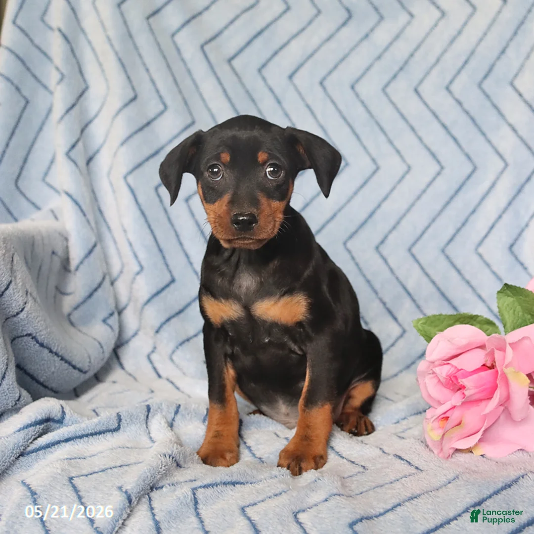 Miniature Pinscher dogs for sale: Porter - Ad 3