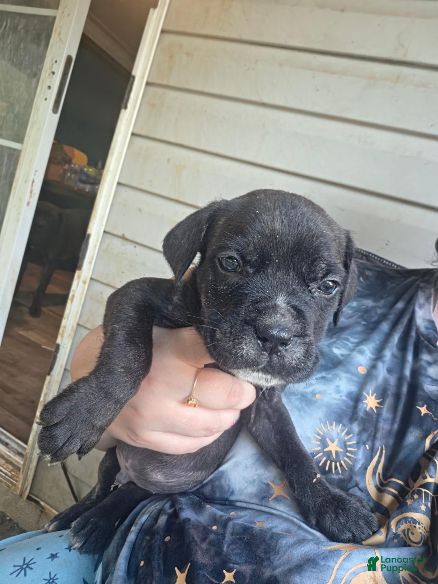 Cane Corso dogs Cane Corso 2 - Ad 2