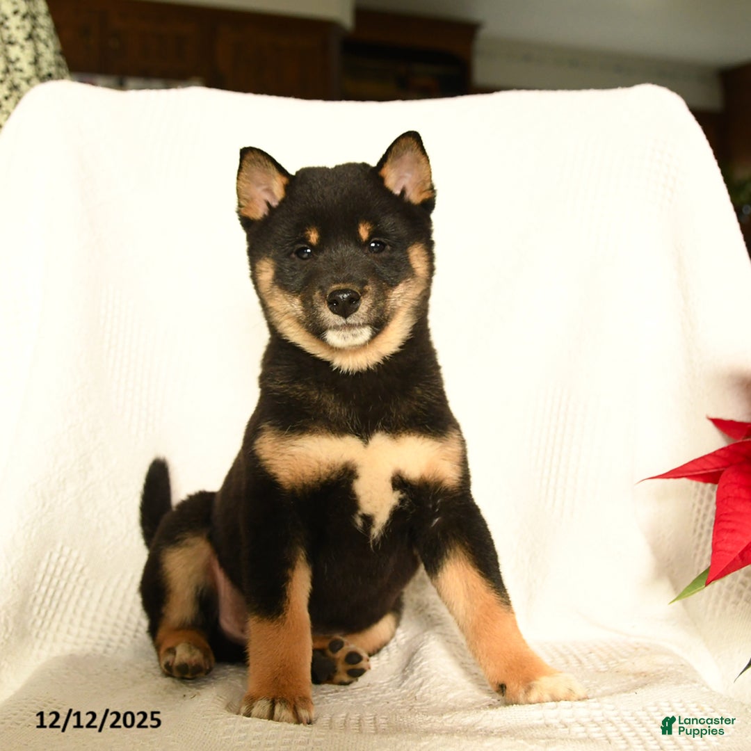 Shiba Inu dogs for sale: Polo - Ad 4