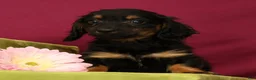 Miniature Dachshund dogs for sale: Snickers - Ad 4