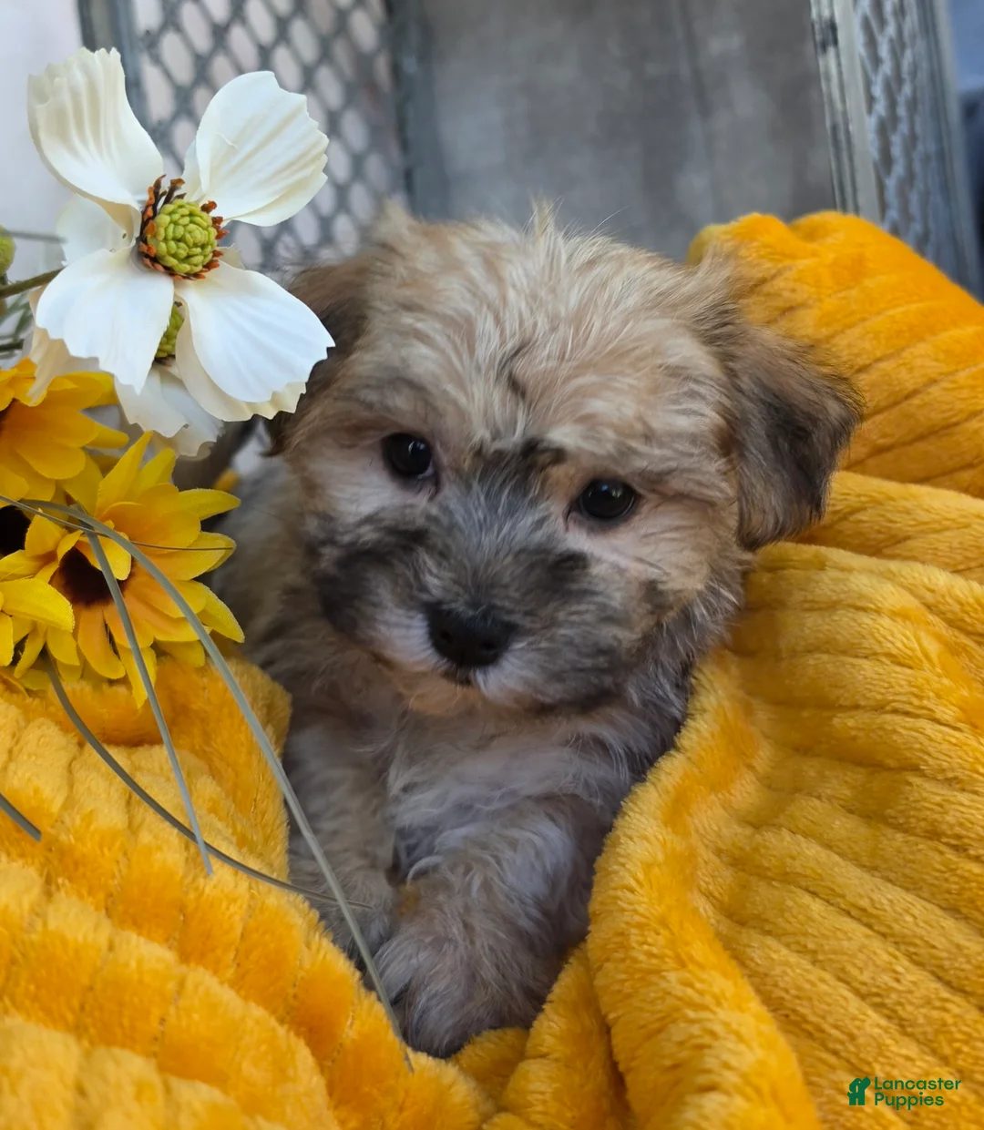 Morkie dogs for sale: Carli - Ad 2