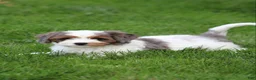 Cavapoo dogs for sale: Flynn - Ad 8