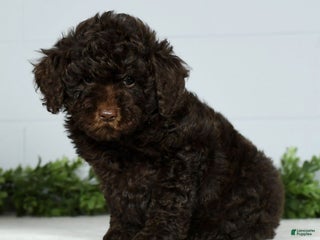 Miniature Poodle dogs Jinger - Ad 35