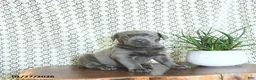 Cane Corso dogs for sale: Bella   - Ad 4