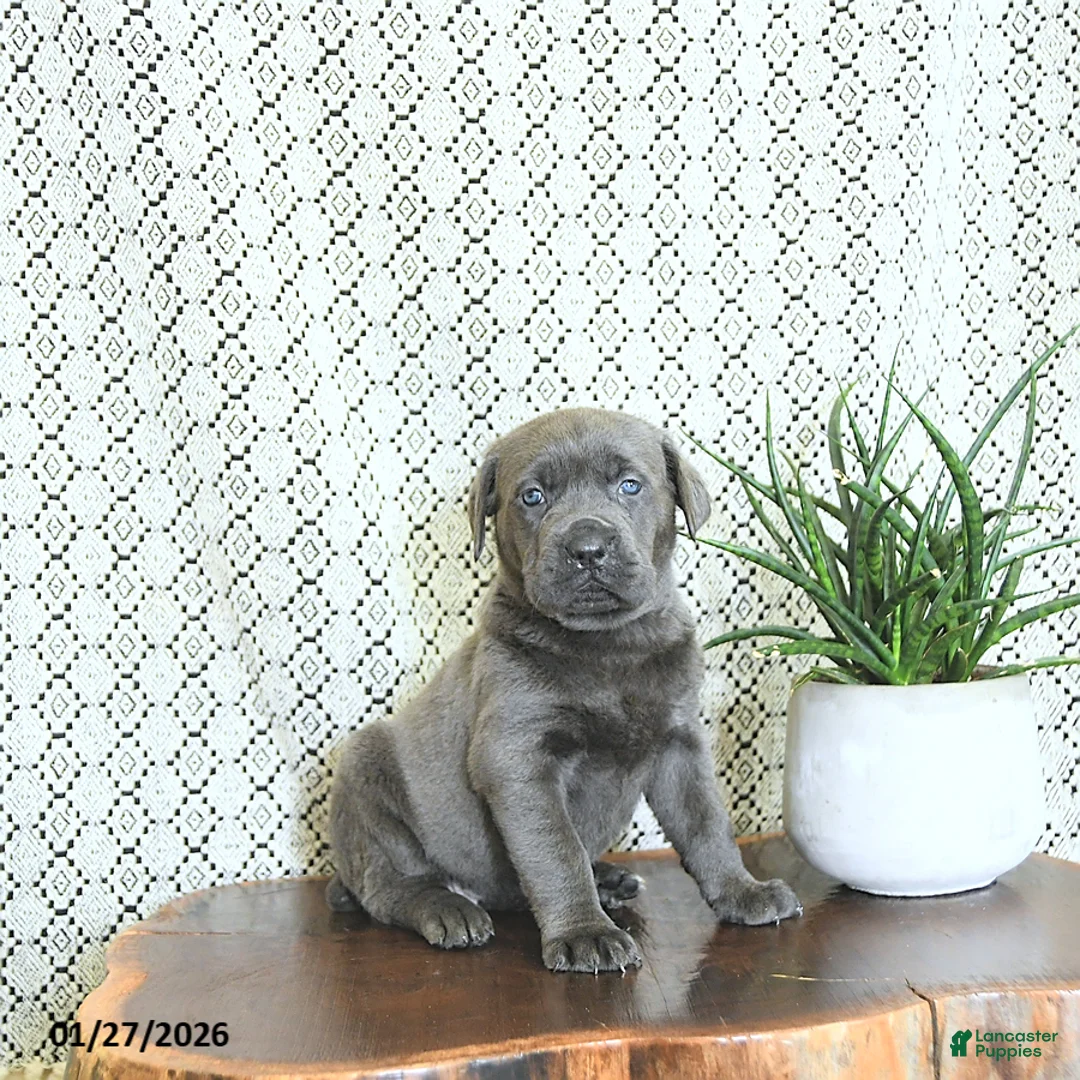 Cane Corso dogs for sale: Bella   - Ad 4