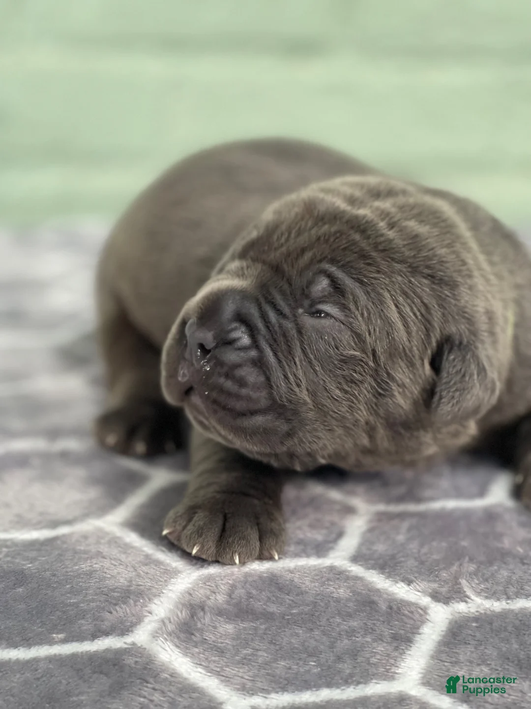 Cane Corso dogs for sale: Tar Heel  - Ad 2