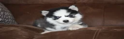 Pomsky dogs for sale: Emma READY NOW  - Ad 2