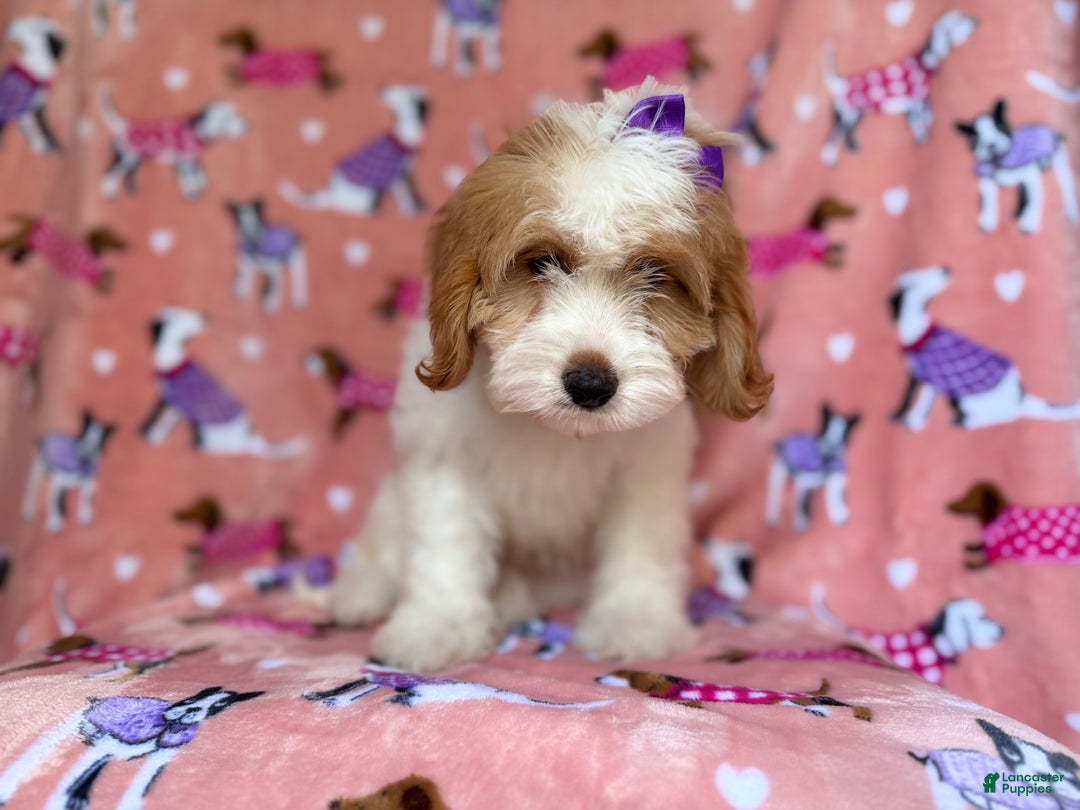 Mini Goldendoodle dogs for sale: Pumpkin  - Ad 8