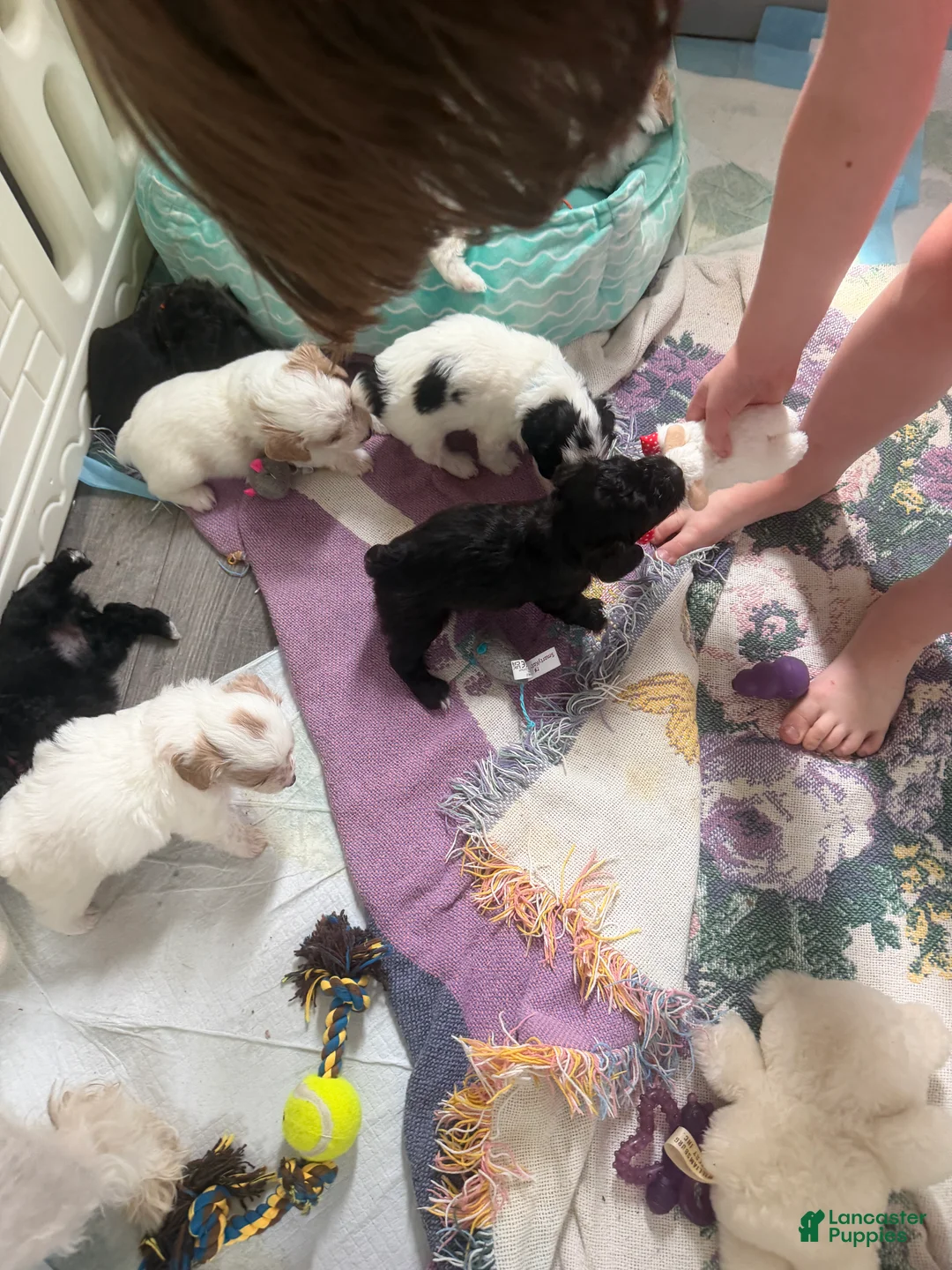 Mixed Breed dogs for sale: Jade  - Ad 2