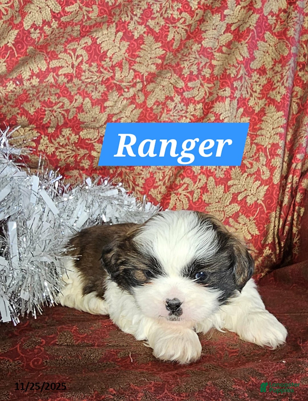 Mixed Breed dogs for sale: Ranger - Ad 3