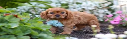 Cavalier King Charles Spaniel dogs for sale: Holden - Ad 9