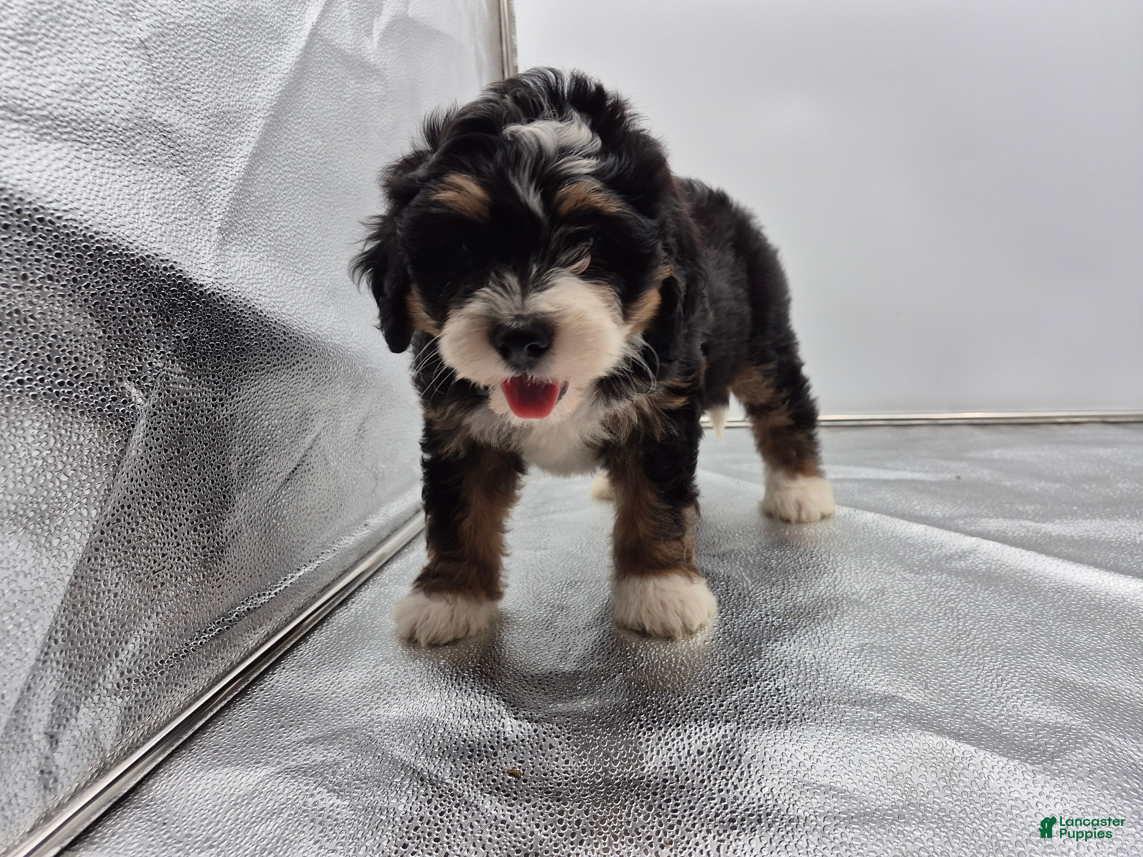 Bernedoodle dogs Remmy - Ad 1