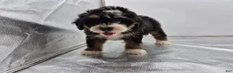 Bernedoodle dogs for sale: Remmy - Ad 4