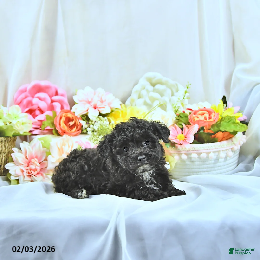Miniature Poodle dogs for sale: Baxton - Ad 4