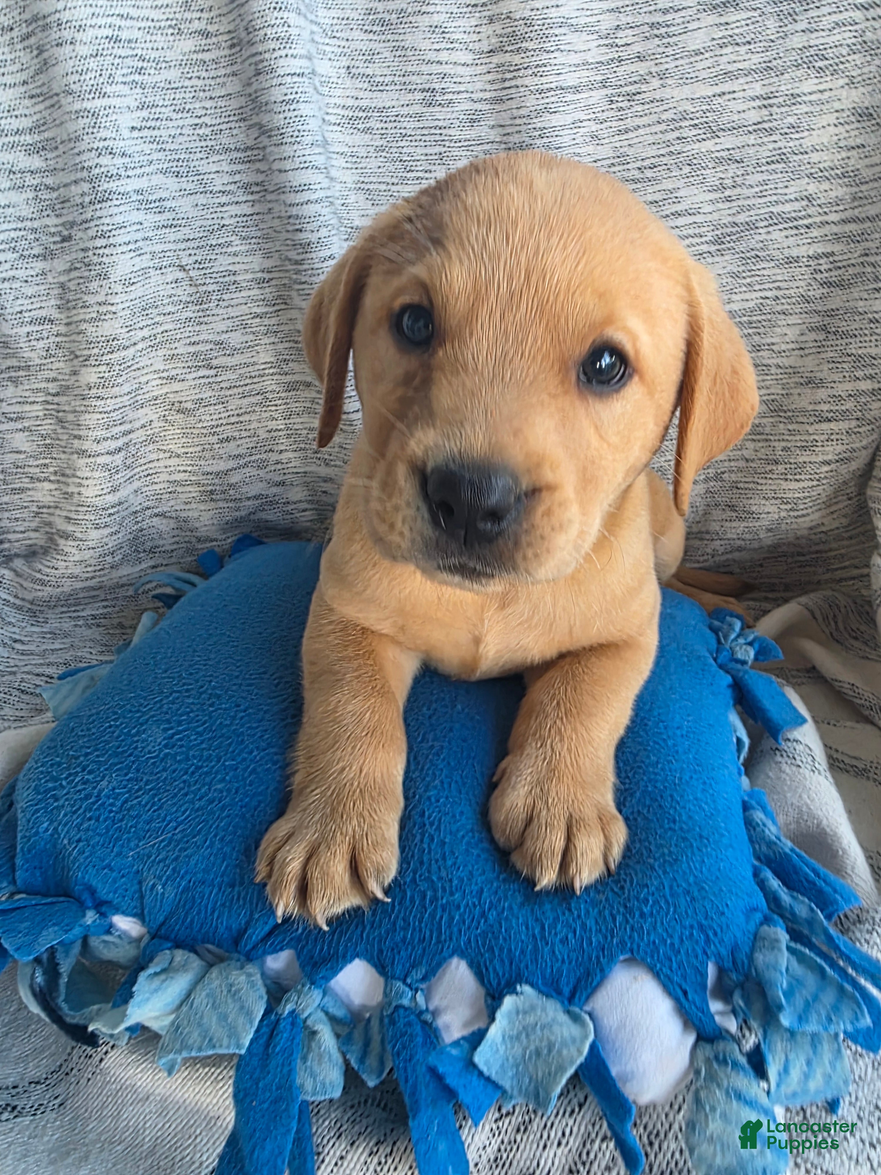 Labrador Retriever dogs Milo - Ad 2