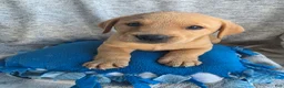 Labrador Retriever dogs for sale: Milo - Ad 2