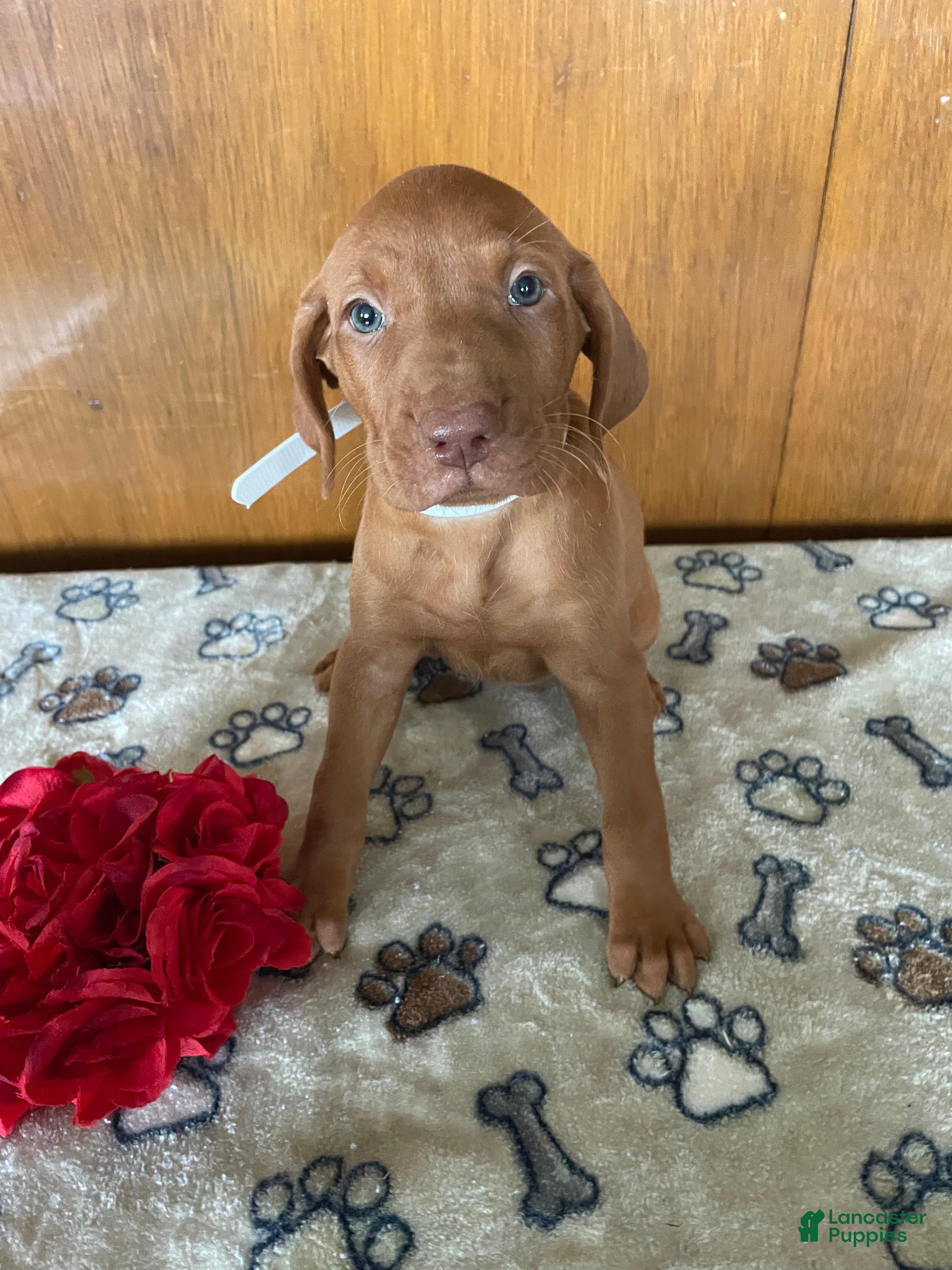 Vizsla dogs Stella - Ad 12