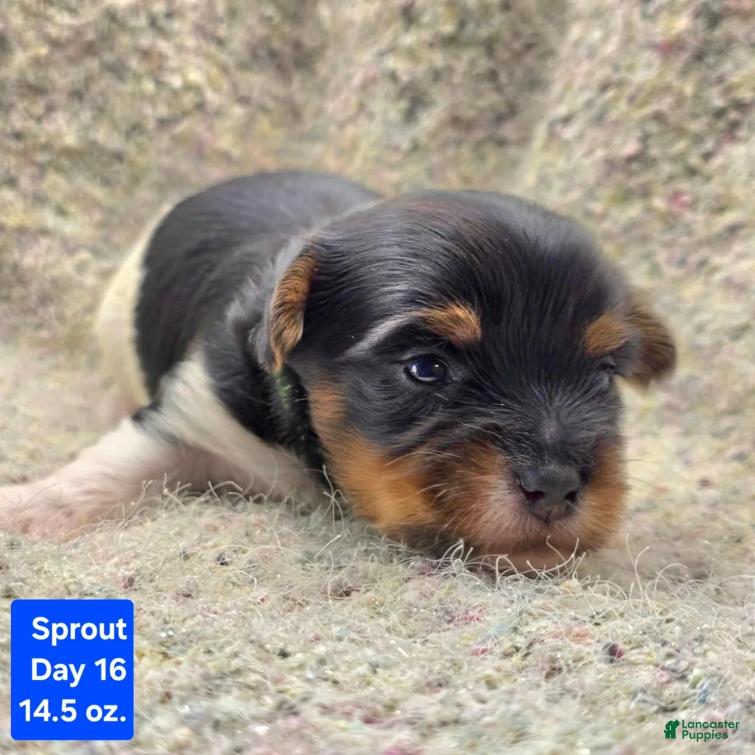 Yorkshire Terrier dogs for sale: Sprout - Ad 2