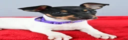 Toy Fox Terrier dogs for sale: Daisy - Ad 5