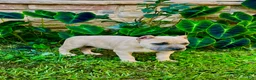 American Bully dogs for sale: American Bully Puppy “Siphia” - Ad 3