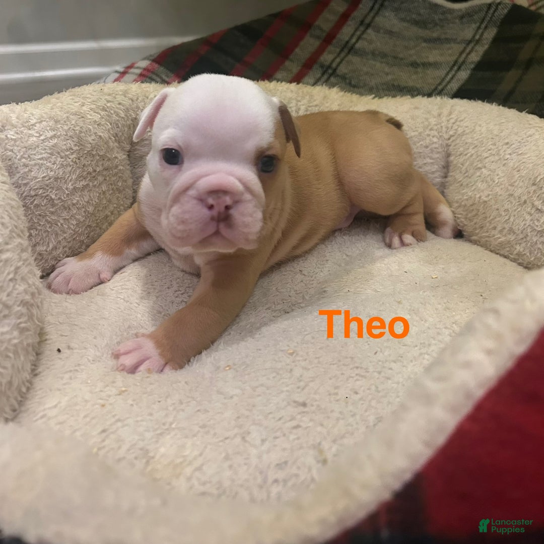 English Bulldog dogs for sale: Theo - Ad 1