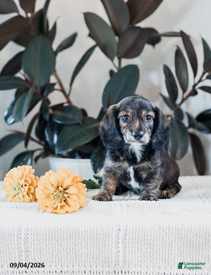 Miniature Dachshund dogs Bryton - Ad 1