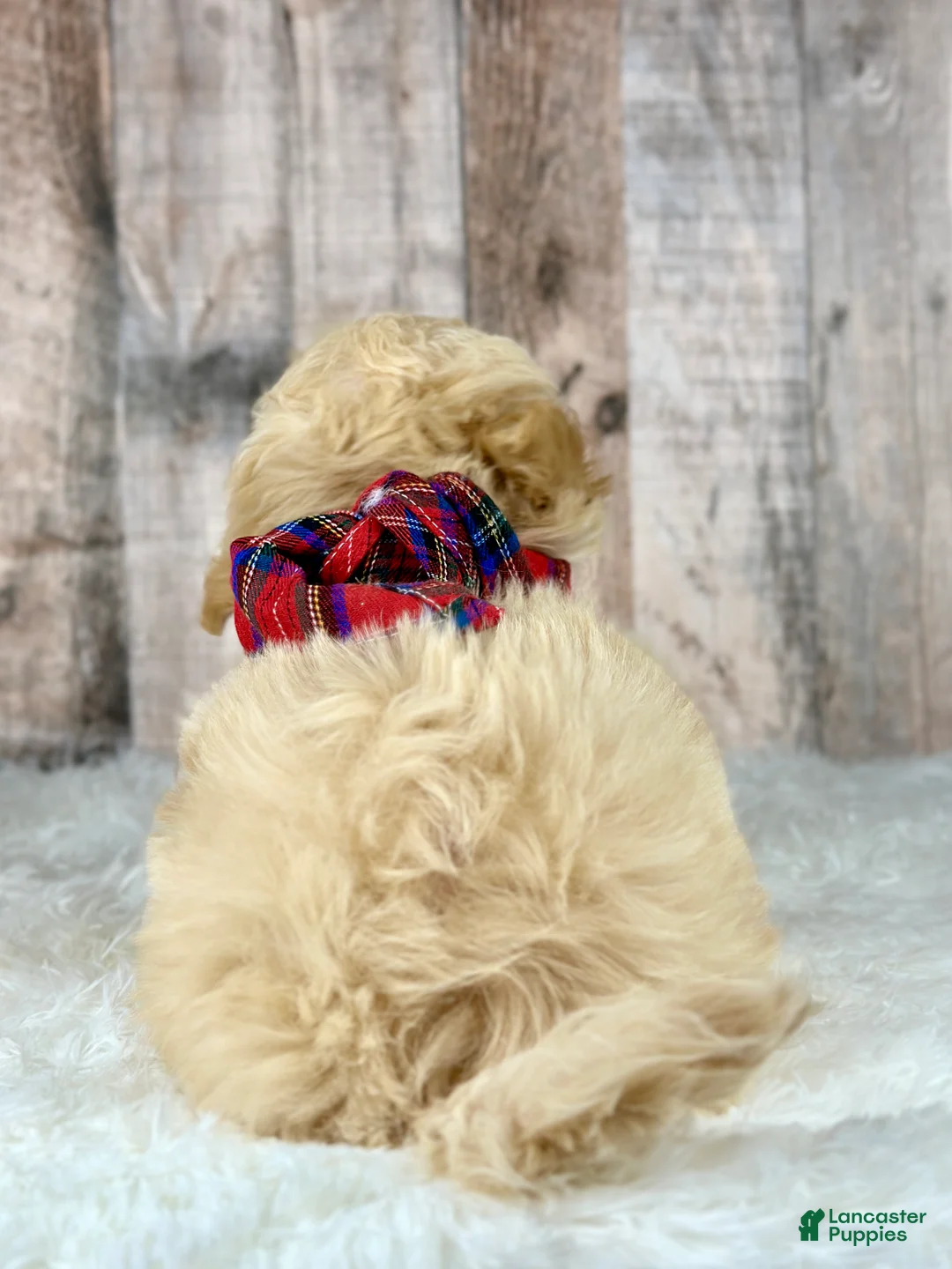 Maltipoo dogs for sale: Girl Abby - 0006 - Ad 3