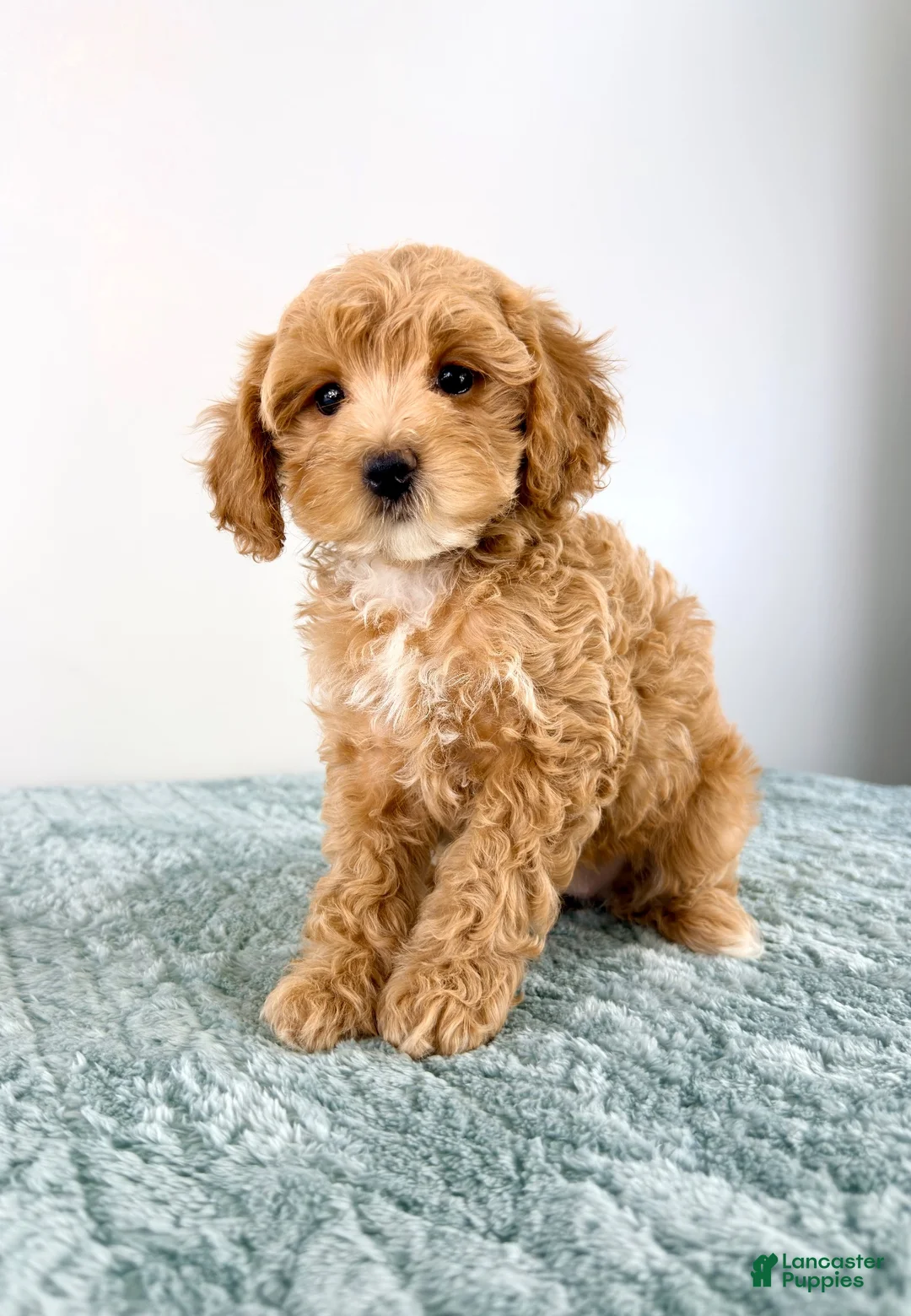 Cavapoo dogs for sale: Honey - Ad 4