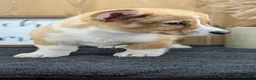 Welsh Corgi Pembroke dogs for sale: Namor  - Ad 9