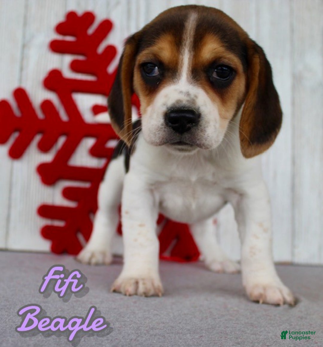 Beagle dogs for sale: Fifi - Ad 1