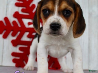 Beagle dogs Fifi - Ad 15