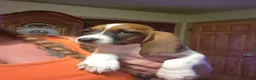 Basset Hound dogs for sale: Basset Hound 1 - Ad 2