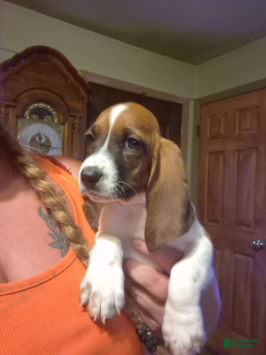 Basset Hound dogs for sale: Basset Hound 1 - Ad 2