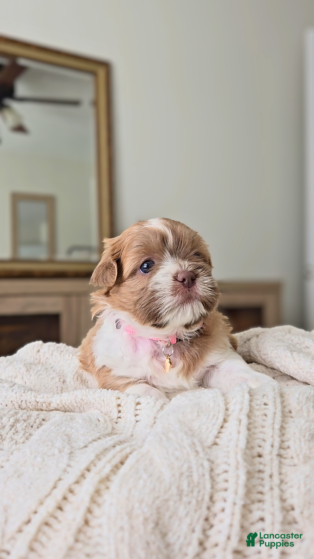 Shih Tzu dogs Belle - Ad 10