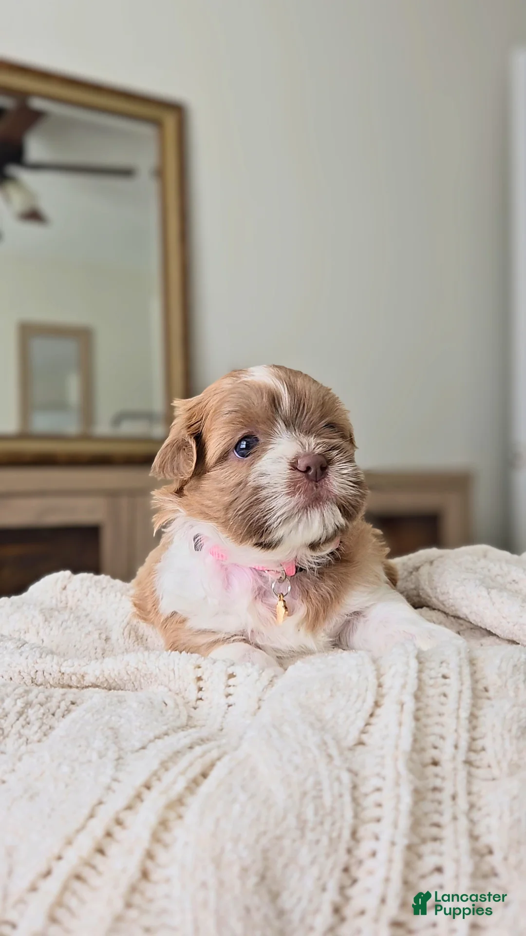 Shih Tzu dogs for sale: Belle - Ad 1