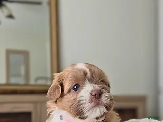 Shih Tzu dogs Belle - Ad 36
