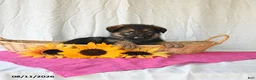 German Shepherd dogs for sale: Tiana - Ad 2
