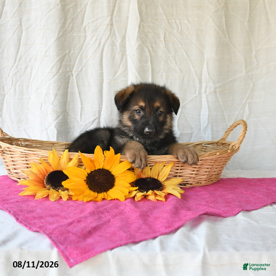 German Shepherd dogs for sale: Tiana - Ad 2