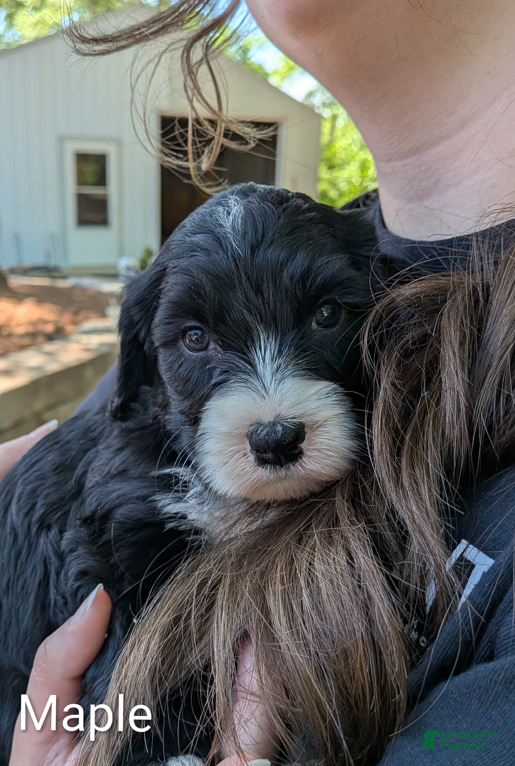 Mixed Breed dogs Maple - Ad 2
