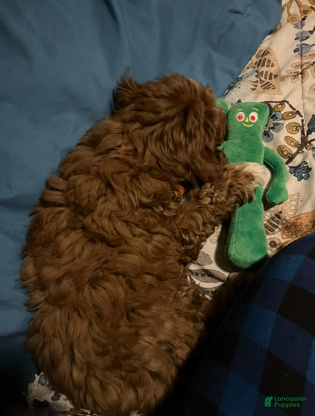 Cavapoo dogs for sale: Cavapoo 1 - Ad 2