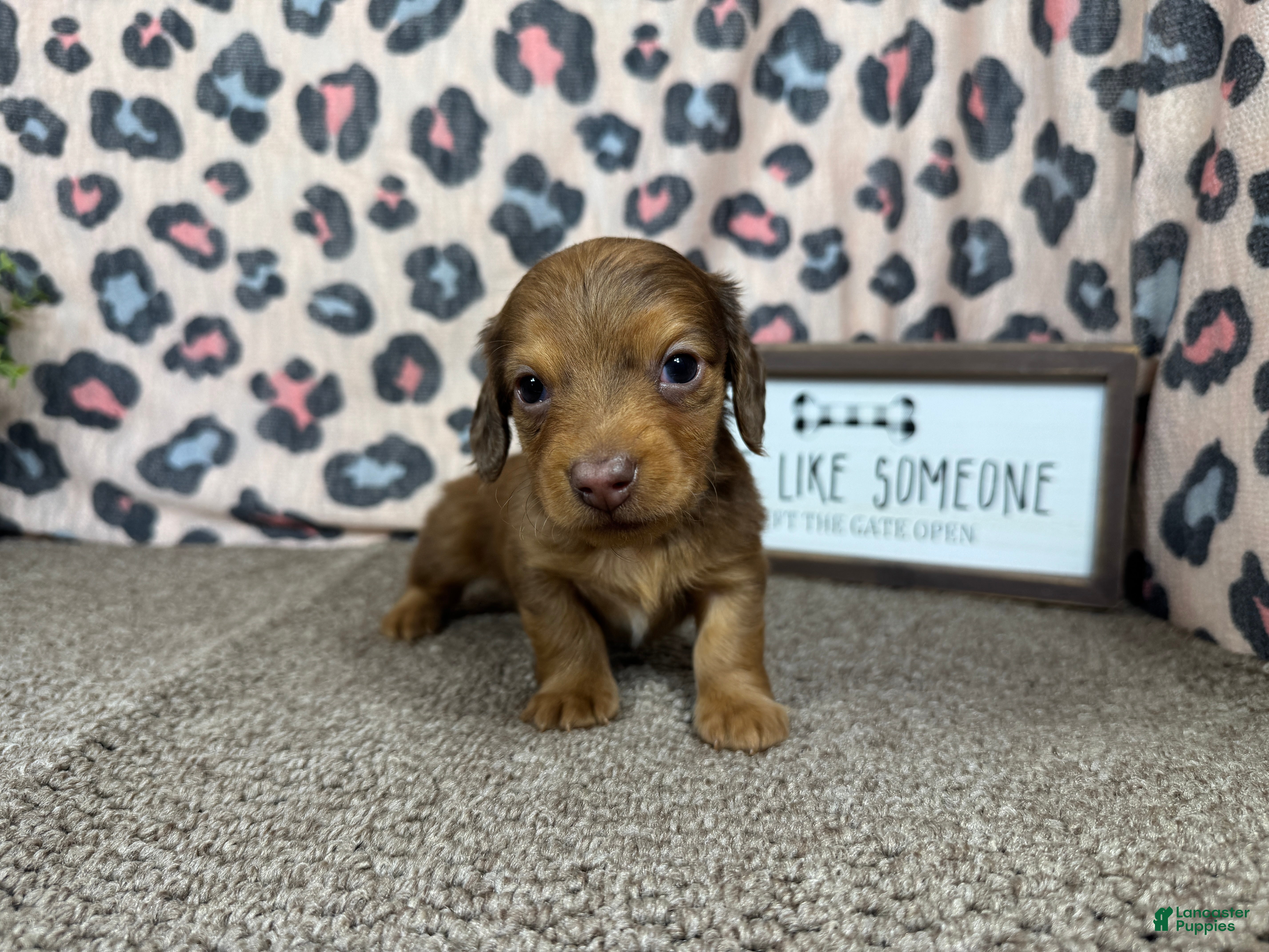 Miniature Dachshund dogs Miniature Dachshund 1 - Ad 23