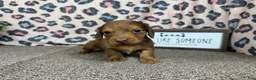 Miniature Dachshund dogs for sale: Miniature Dachshund 1 - Ad 7