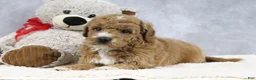 Mini Goldendoodle dogs for sale: Angel - Ad 7