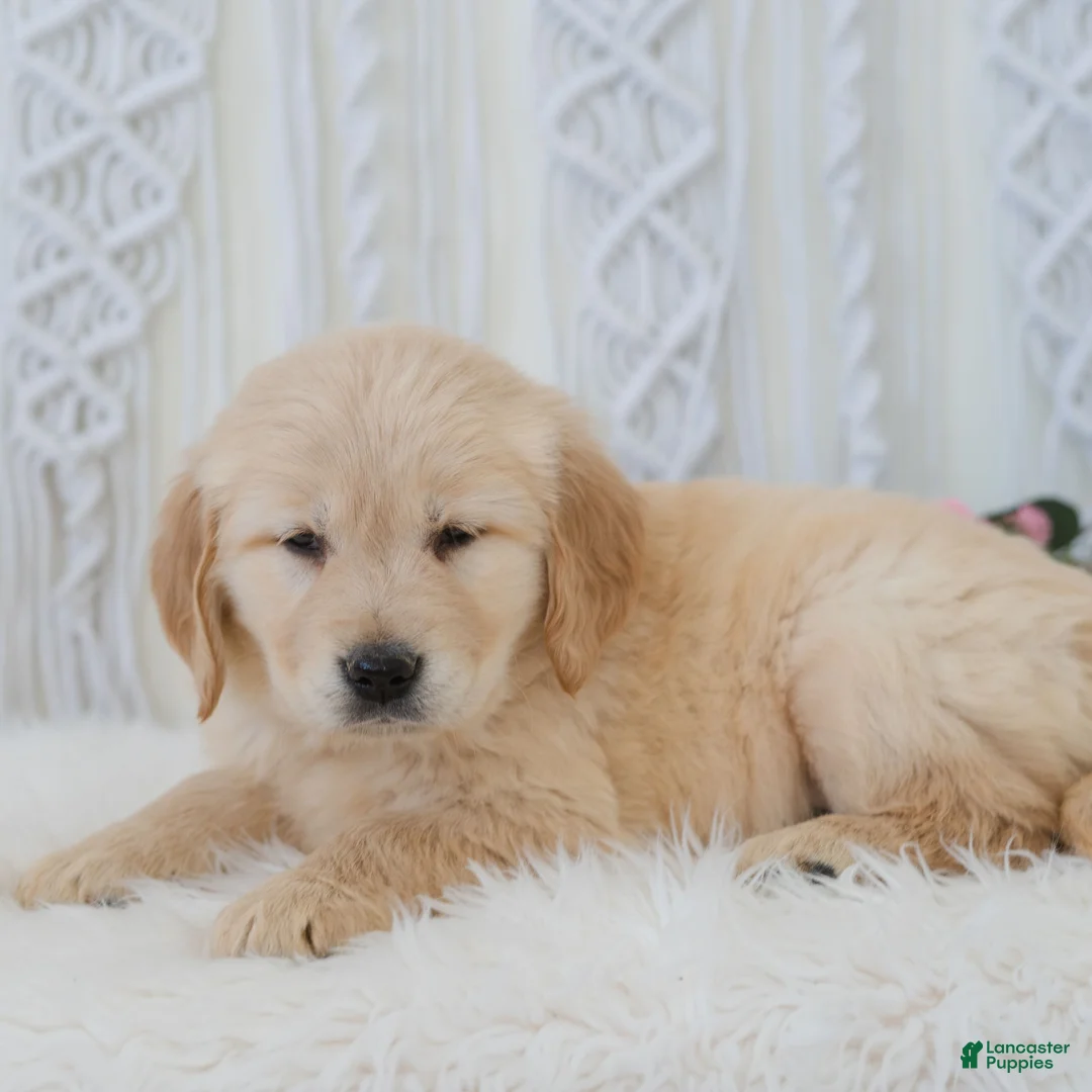 Golden Retriever dogs for sale: Ariel  - Ad 2