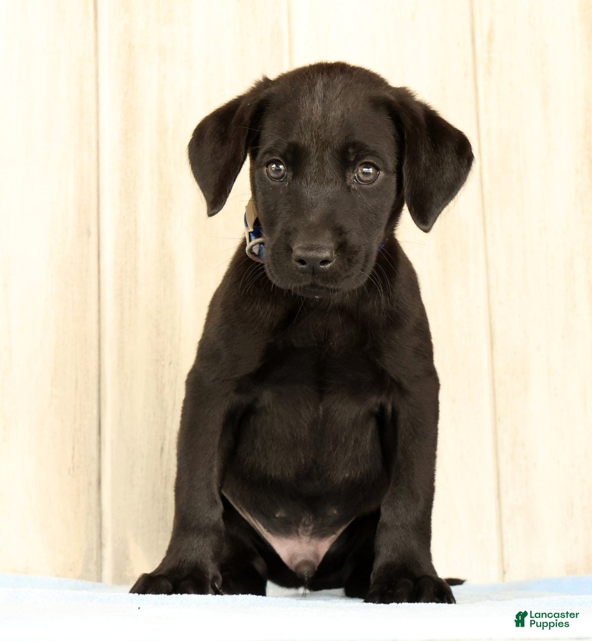 Labrador Retriever dogs Boomer - Ad 2