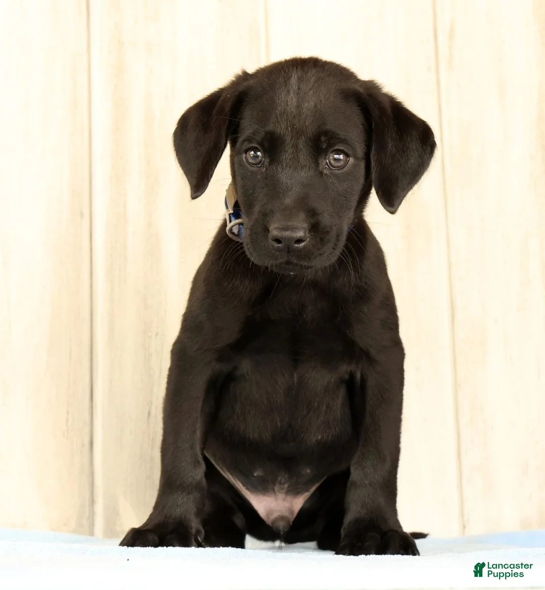 Labrador Retriever dogs for sale: Boomer - Ad 2