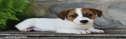 Jack Russell Terrier dogs for sale: Makayla - Ad 5
