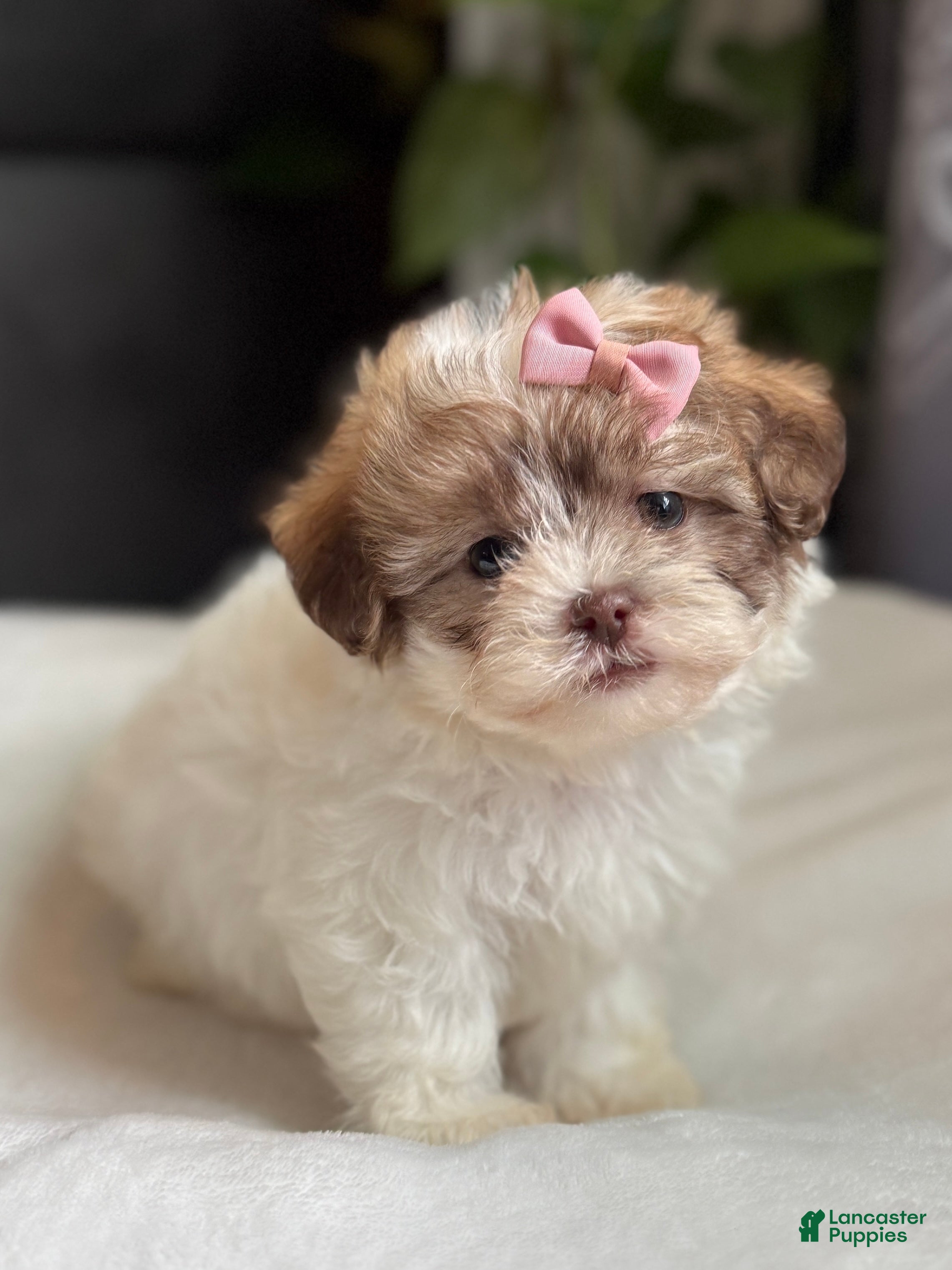 Shihpoo dogs Tara - Ad 28