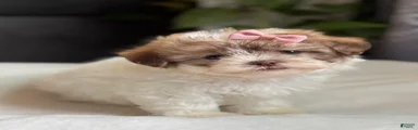 Tara