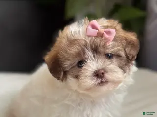 Shihpoo dogs Tara - Ad 28